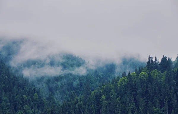 nature panorama green forest mountain fog cloud travel tourism environment