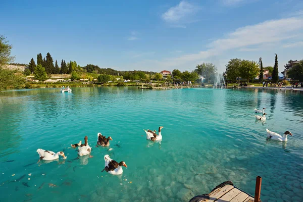 Gansos Lago Terrazas Piedra Caliza Calcificada Fondo Pamukkale Turquía — Foto de Stock