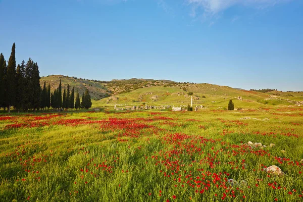 Pamukkale Denizli Yeşil Alanı Ile Muhteşem Kırmızı Haşhaş — Stok fotoğraf