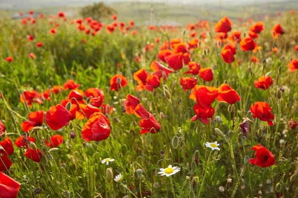 Gros Plan Coquelicots Rouge Vif Avec Des Coquelicots Flous Arrière — Photo