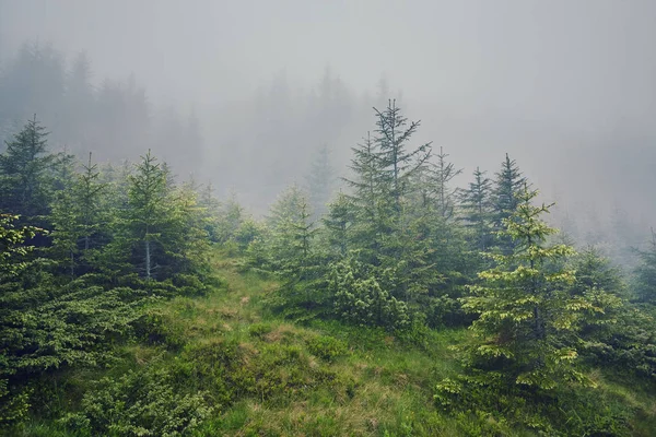 Naturaleza Panorama Bosque Verde Montaña Niebla Nube Viajes Turismo Ambiente — Foto de Stock