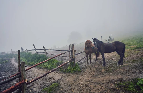 Утренний Туман Лошадьми Ферме — стоковое фото
