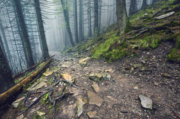 Nevoeiro Manhã Espessa Floresta Verão Névoa Manhã Grossa Floresta Lagoa — Fotografia de Stock