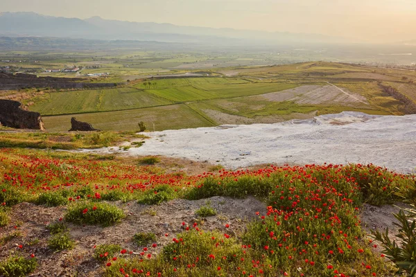 Kırmızı Poppies Türkiye Deki Pamukkale Hierapolis Antik Şehir Kalıntıları — Stok fotoğraf