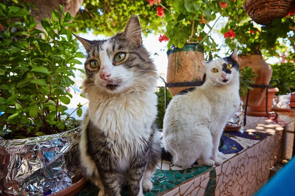 Gato Sentado Piedra Romana Vieja Kas Turquía — Foto de Stock