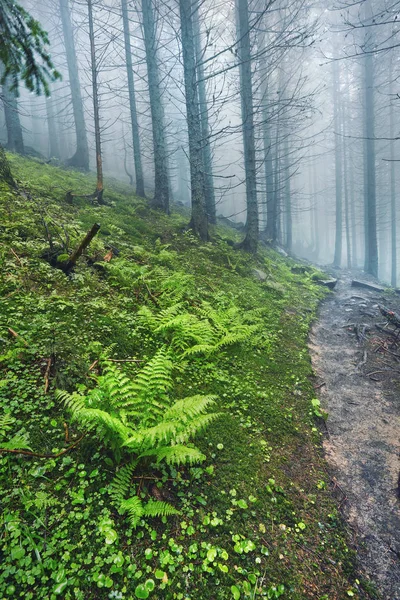 Caminho Florestal Através Floresta Pesada Nevoeiro Leve Linha Samambaia — Fotografia de Stock