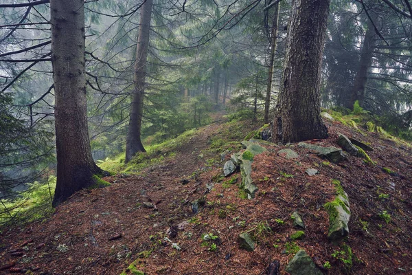 Doğa Panorama Yeşil Orman Dağ Sis Bulutu Seyahat Turizm Çevre — Stok fotoğraf