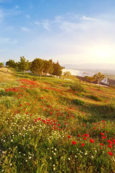 Kırmızı Poppies Türkiye Deki Pamukkale Hierapolis Antik Şehir Kalıntıları — Stok fotoğraf