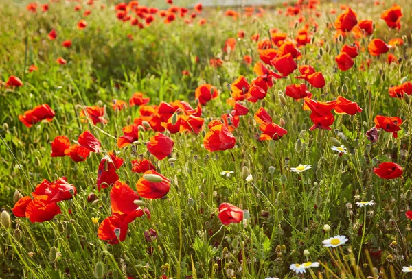 Incroyables Coquelicots Rouges Avec Champ Vert Pamukkale Denizli — Photo