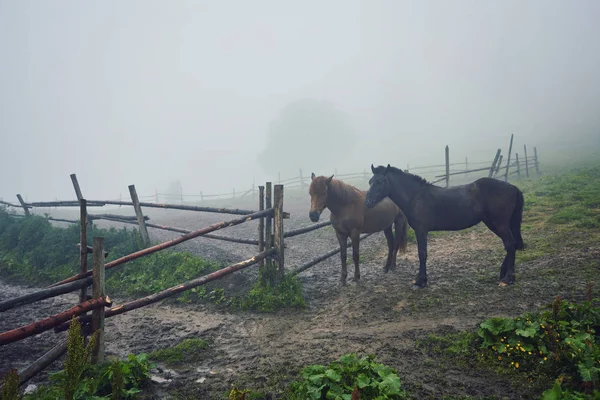 Утренний Туман Лошадьми Ферме — стоковое фото