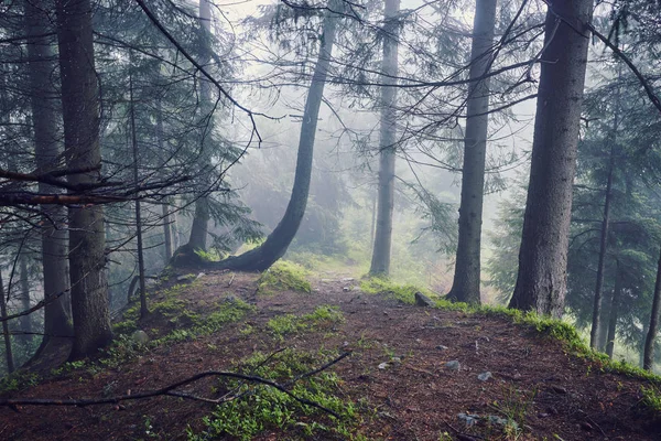 Brouillard Matinal Épais Dans Forêt Été Brouillard Matinal Épais Dans — Photo