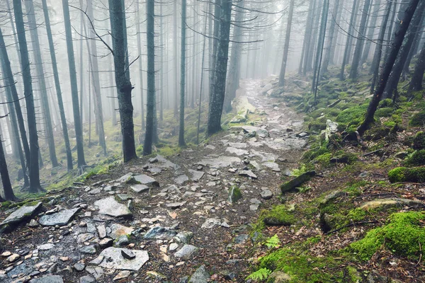 Thick Morning Fog Summer Forest Thick Morning Fog Forest Pond Royalty Free Stock Photos