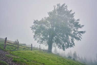 Ağaçta sis güneş ışığı ile çayır
