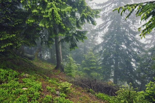 Naturaleza Panorama Bosque Verde Montaña Niebla Nube Viajes Turismo Ambiente — Foto de Stock