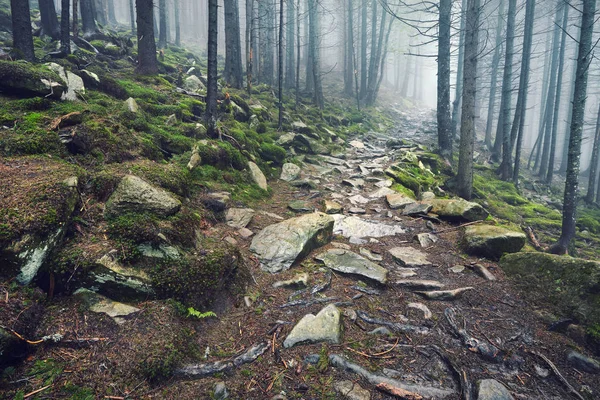 Reggel Sűrű Köd Nyári Erdőben Reggel Sűrű Köd Erdőben — Stock Fotó