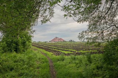 Ormanda Yeşil Ağaçlar ile Walkway Lane Yolu. Güzel Sokak, r