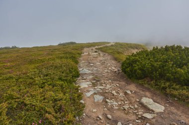 Bileşik manzara. çit Dağları'nda yamaç çayır üzerinde çapraz road yakınındaki.