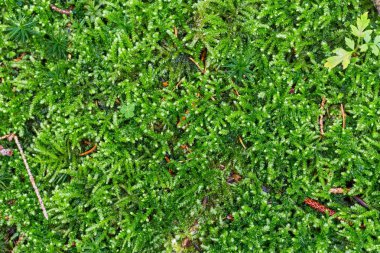 yeşil yosun arka plan dokusu