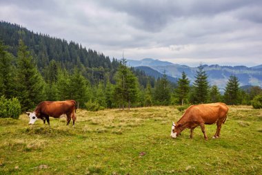 İsviçre Alpleri'nde otlayışlarıyla pastoral yaz manzarası 