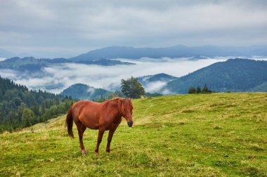 Atları dağ Vadisi.