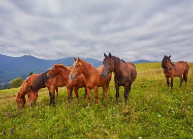 At sürüsü sıyrılmak