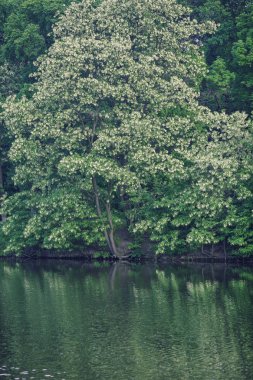çiçek açan ağaçlarla çevrili bir gölün yatay renkli görüntüsü