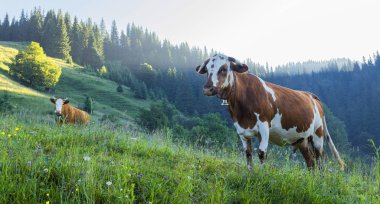 Yeşil dağlar ve inekler çayırda