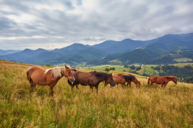 At sürüsü sıyrılmak