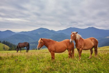 At sürüsü sıyrılmak