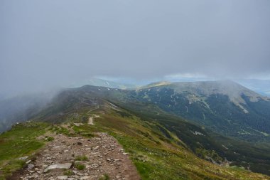kalın sabah sis yaz ormanın içinde. gölet ormandaki kalın sabah sis. Sabah yatay yaz kalın sis. Sabahları yoğun sis. sabah erkenden. Orman siste gizleme.