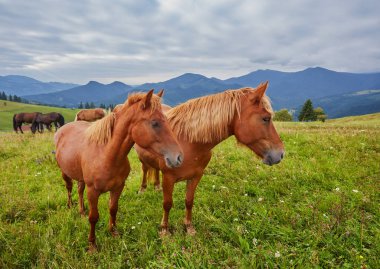 Atları dağ Vadisi.