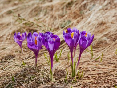 Alp çiğdemler çiçeği dağın zirvesinde Karpatlar dağlarında.