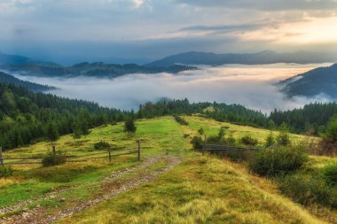 Dağlarda sis ve sıra sıra ağaçlarla kaplı bir manzara.