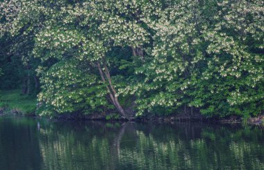 çiçek açan ağaçlarla çevrili bir gölün yatay renkli görüntüsü