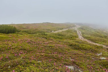 kalın sabah sis yaz ormanın içinde. gölet ormandaki kalın sabah sis. Sabah yatay yaz kalın sis. Sabahları yoğun sis. sabah erkenden. Orman siste gizleme.