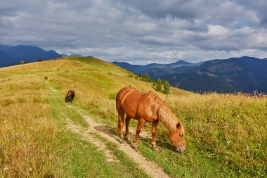 Kahverengi at çimüzerinde otlatma