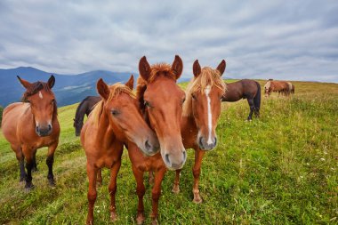 Atları dağ Vadisi.
