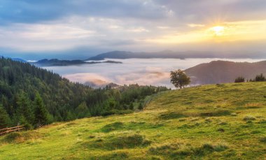 Dağlarda sis ve sıra sıra ağaçlarla kaplı bir manzara.
