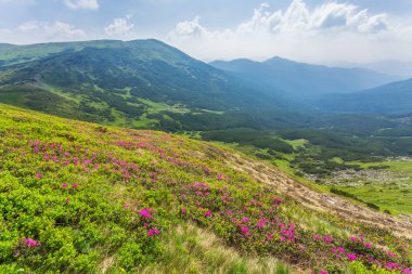 Dağ yolu çiçeklenme ormangülü Vadisi