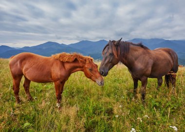 Karpat Moun'daki yüksek kara çayırlarında çimenlerde beslenen atlar