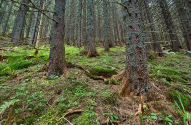 yosun ile ağaç kökleri ile manzara