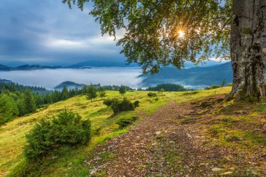 Dağlarda sis ve sıra sıra ağaçlarla kaplı bir manzara.