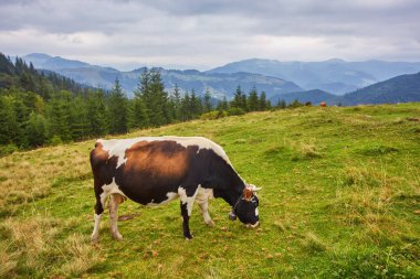İsviçre Alpleri'nde otlayışlarıyla pastoral yaz manzarası 