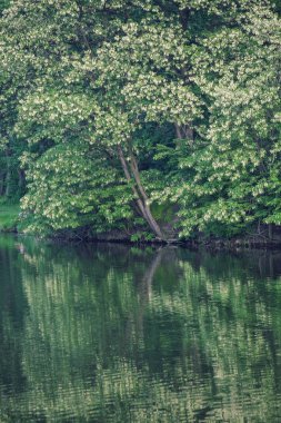 çiçek açan ağaçlarla çevrili bir gölün yatay renkli görüntüsü