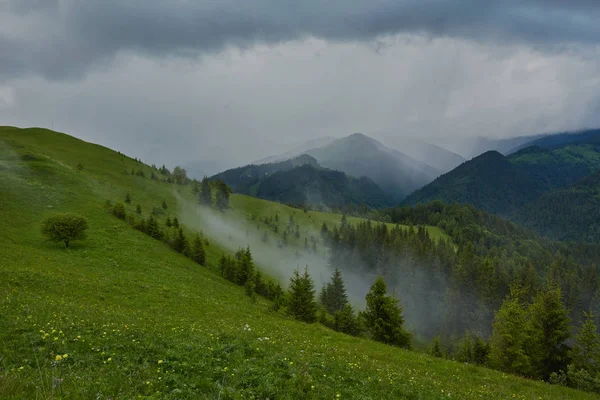 Niebla mañana verano paisaje con abetos — Foto de Stock