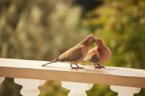 Due piccioni carino baciare con i loro becchi — Foto Stock