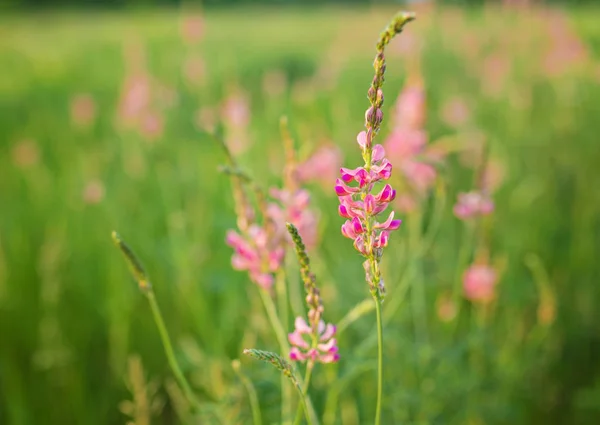 Wilde Wiese rosa Blumen am Morgen Sonnenlicht Hintergrund. — Stockfoto