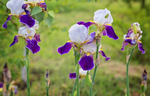 Zbliżenie kwitnące purpurowe Iris sibirica Sibirian Iris z litt — Zdjęcie stockowe