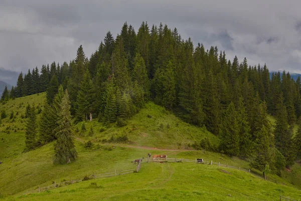 Bulutlu bir günde ormanlık haddeleme tepede. Dağlık kırsal toplayan güzel doğa. — Stok fotoğraf