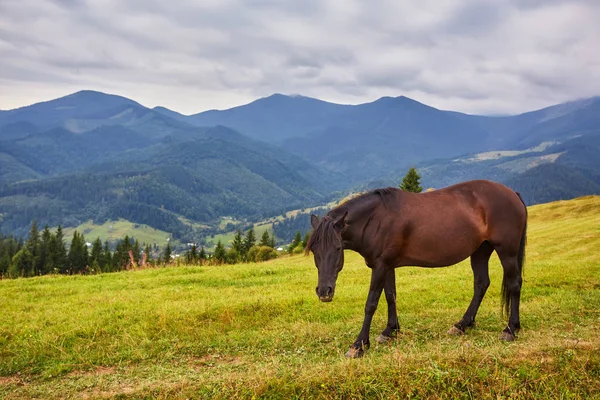 Caballo marrón pastando en el césped —  Fotos de Stock